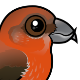 Red Crossbill