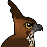 Javan Hawk-Eagle