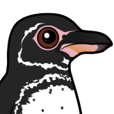 Galapagos Penguin