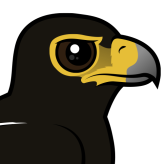 Verreaux’s Eagle