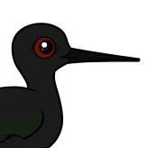 Black Stilt