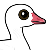 Snow Goose