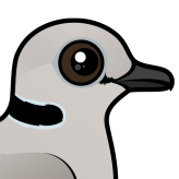 Ring-necked Dove