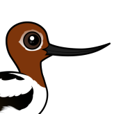 Red-necked Avocet