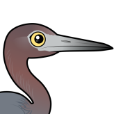 Little Blue Heron