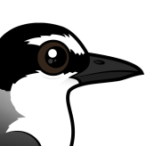 Bridled Tern