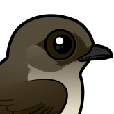 Northern Rough-winged Swallow