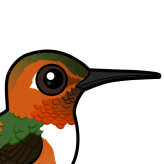 Allen's Hummingbird