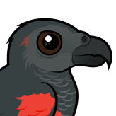 Pesquet's Parrot