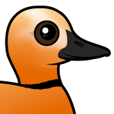 Ruddy Shelduck