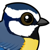 African Blue Tit