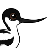 Pied Avocet