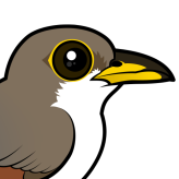 Yellow-billed Cuckoo