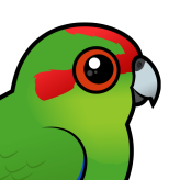 Red-crowned Parakeet