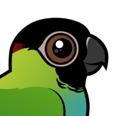 Nanday Parakeet