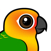 Jandaya Conure