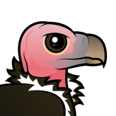 Lappet-faced Vulture