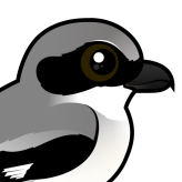 Loggerhead Shrike