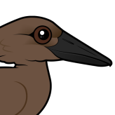 Hamerkop