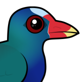 Purple Gallinule