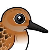 Sanderling