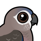 Bourke's Parrot