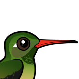Buff-bellied Hummingbird
