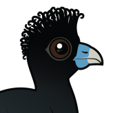 Blue-billed Curassow