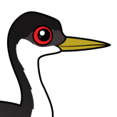 Western Grebe