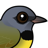Mourning Warbler
