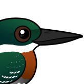 Green Kingfisher