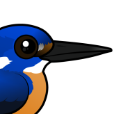 Azure Kingfisher