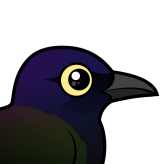 Common Grackle