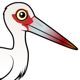 Maguari Stork