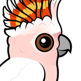 Pink Cockatoo