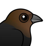 Brown-headed Cowbird