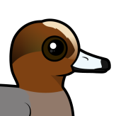 Eurasian Wigeon