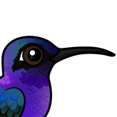 Violet Sabrewing