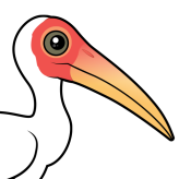 Milky Stork