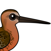 Long-billed Dowitcher