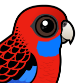 Crimson Rosella
