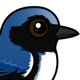 Black-throated Blue Warbler
