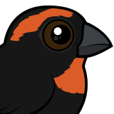 Puerto Rican Bullfinch