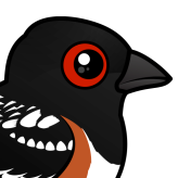 Spotted Towhee