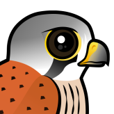 Common Kestrel