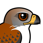 Ferruginous Hawk