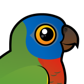 Saint Lucia Parrot