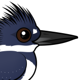 Belted Kingfisher
