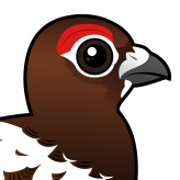 Willow Ptarmigan
