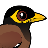 Common Myna